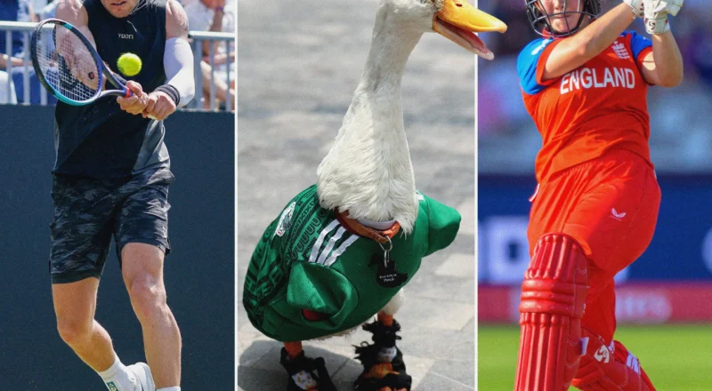 Sports quiz of the week: heat, animals, money and a big week at the World Cup